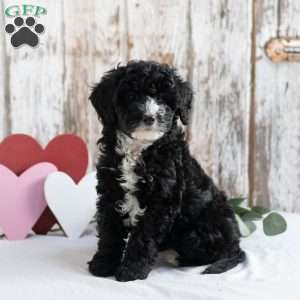 Leah, Mini Sheepadoodle Puppy